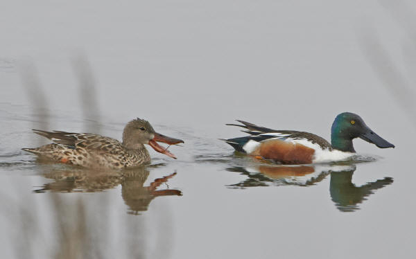 Northern Shovelers