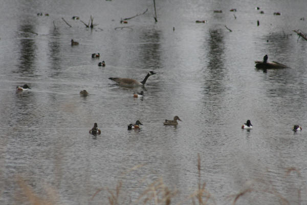 Northern Shovelers