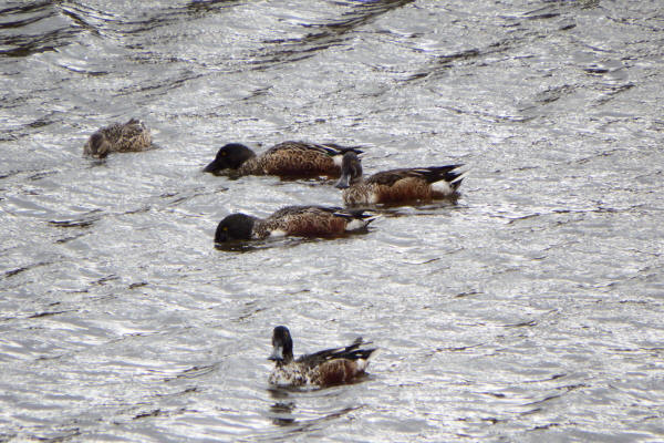 Northern Shovelers