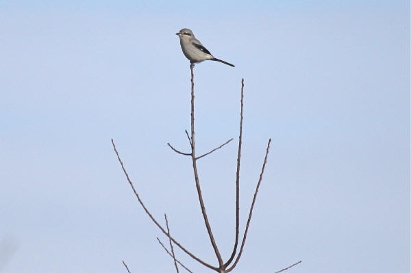 Northern Shrike