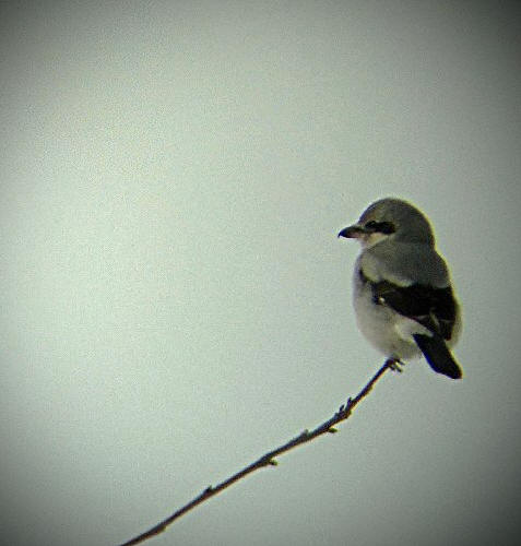 Northern Shrike