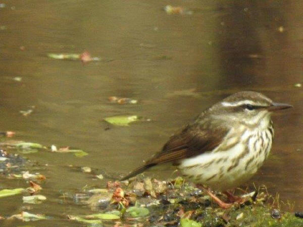 Northern Waterthrush