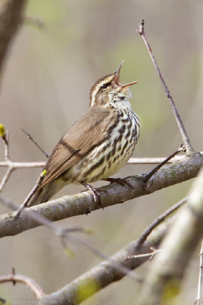 Northern Waterthrush
