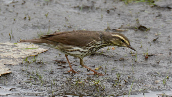 Northern Waterthrush