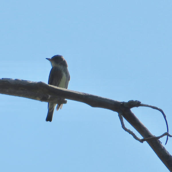 Olive-sided Flycatcher