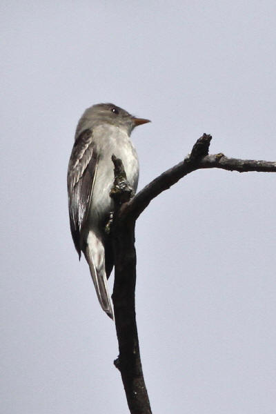 Olive-sided Flycatcher