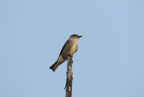 Olice-sided Flycatcher
