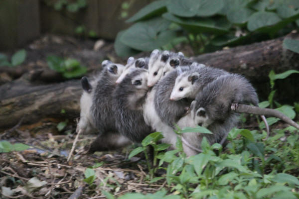 Opossum with babies