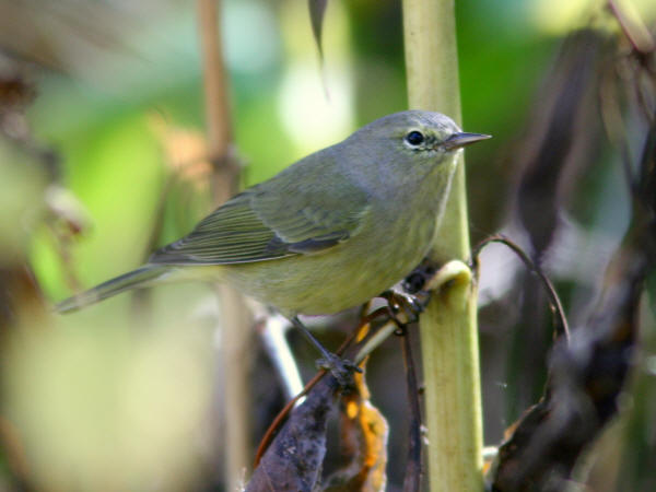 Orange-crowned Warbler