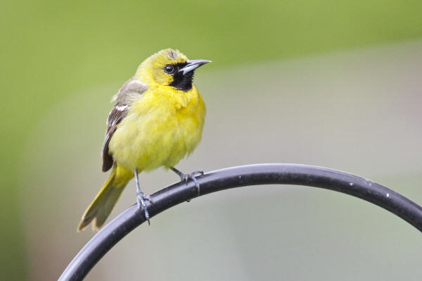 First summer male Orchard Oriole