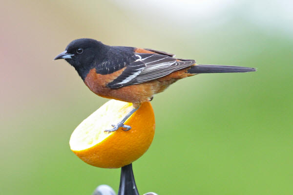 Male Orchard Oriole