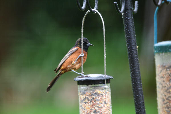 Orchard Oriole
