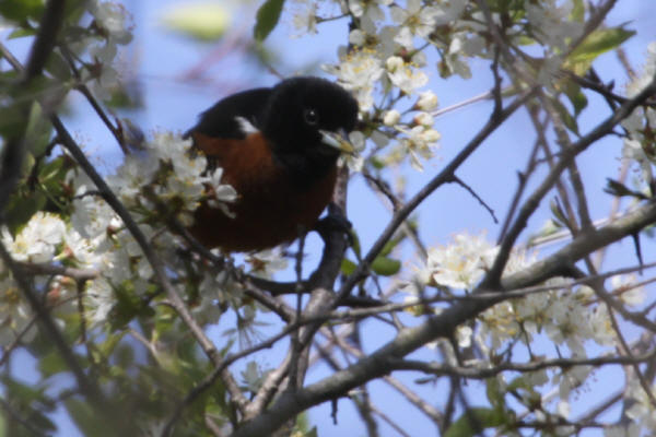 Orchard Oriole