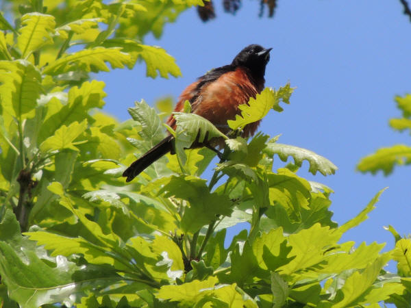 Orchard Oriole