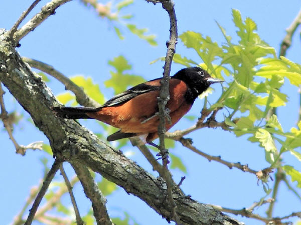 Orchard Oriole