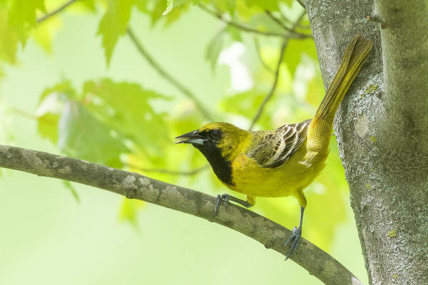 Orchard Oriole