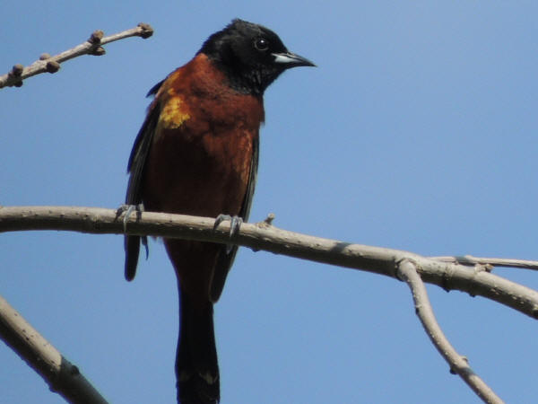 Orchard Oriole