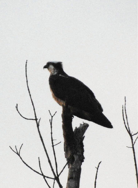 Osprey
