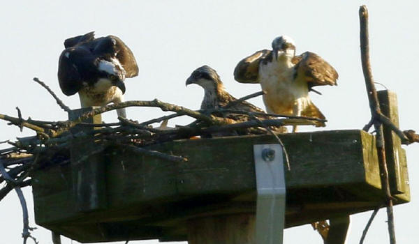 Osprey Family