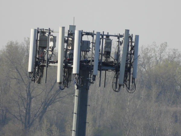 Osprey nest on cell tower