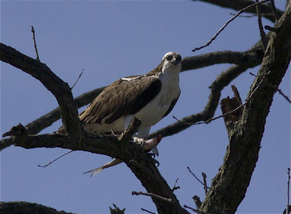 Osprey