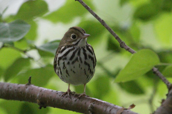 Ovenbird