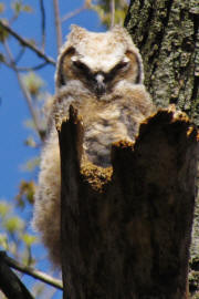 GHO owlet