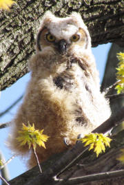 GHO owlet