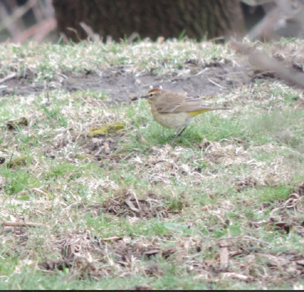 Palm Warbler
