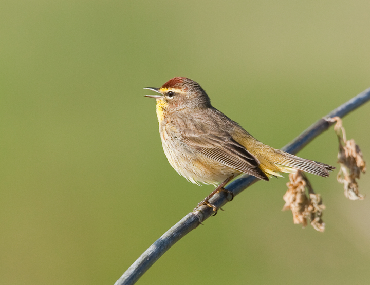 Palm Warbler