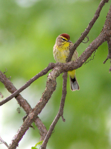 Palm Warbler
