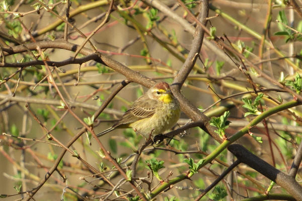 Palm Warbler