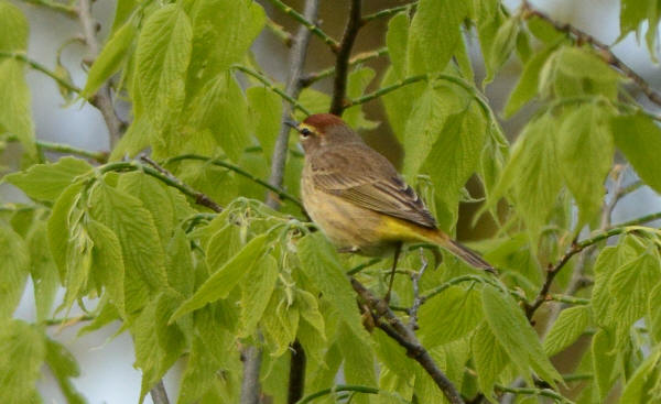 Palm Warbler