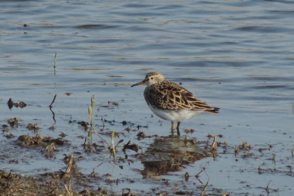 Pectoral Sandpiper