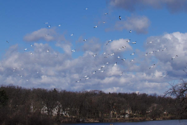 American White Pelicans