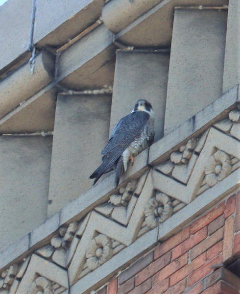 Peregrine Falcon