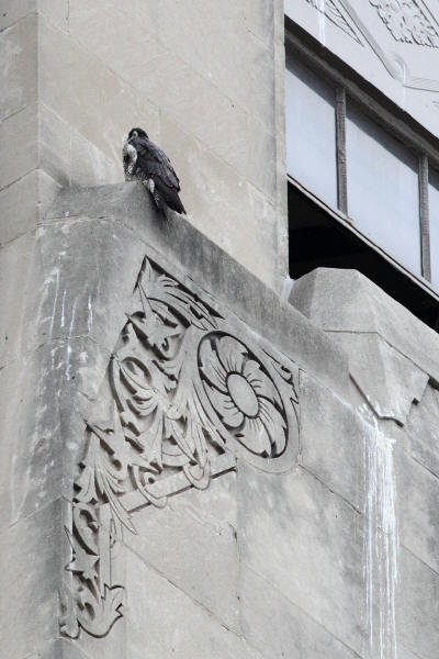 Peregrine Falcon