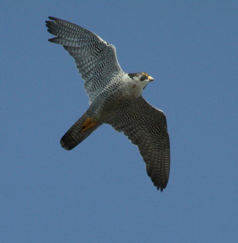 Peregrine Falcon