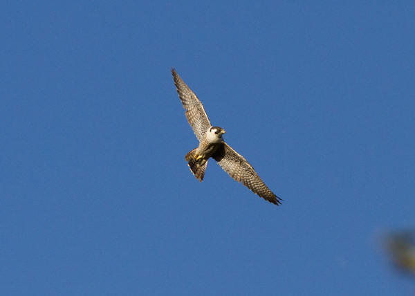 Peregrine Falcon