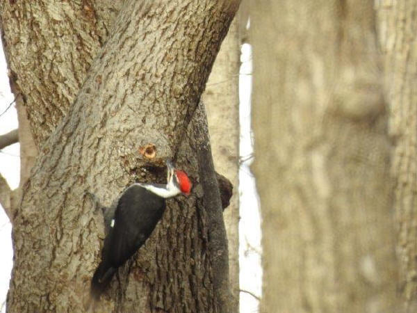 Pileated Woodpecker