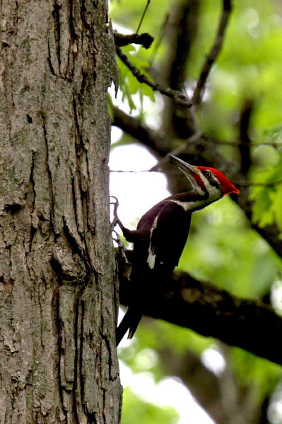 Pileated Woodpecker