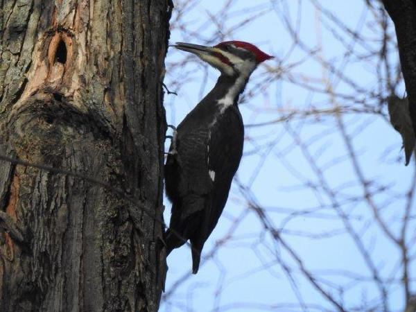 Pileated Woodpecker