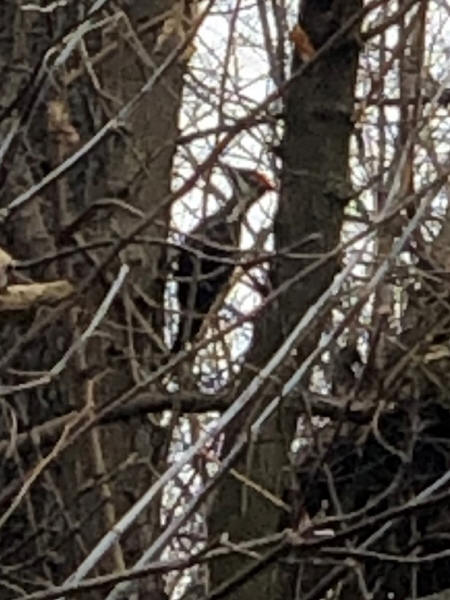 Pileated Woodpecker