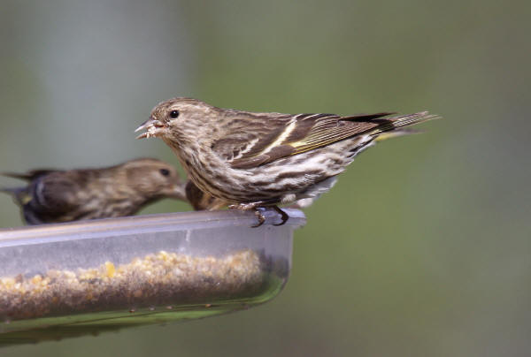 Pine Siskin