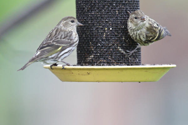 Pine Siskins