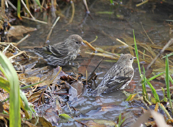 Pine Siskins