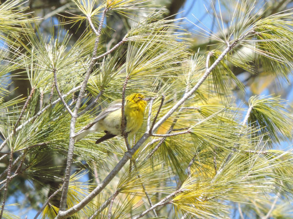 Pine Warbler