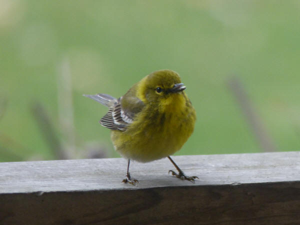 Pine Warbler