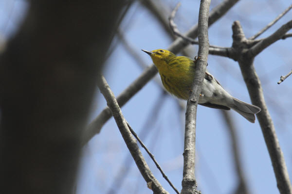 Pine Warbler