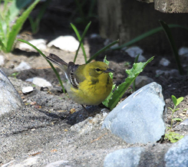 Pine Warbler